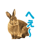 もこぴょんスタンプ（個別スタンプ：14）