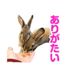 もこぴょんスタンプ（個別スタンプ：15）