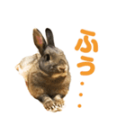 もこぴょんスタンプ（個別スタンプ：16）