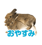 もこぴょんスタンプ（個別スタンプ：17）