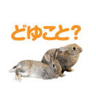もこぴょんスタンプ（個別スタンプ：18）