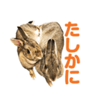 もこぴょんスタンプ（個別スタンプ：19）