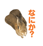 もこぴょんスタンプ（個別スタンプ：20）