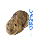 もこぴょんスタンプ（個別スタンプ：22）