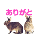 もこぴょんスタンプ（個別スタンプ：24）