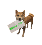 柴犬はっぱの日常2（個別スタンプ：2）