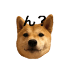 柴犬はっぱの日常2（個別スタンプ：3）