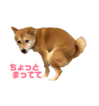 柴犬はっぱの日常2（個別スタンプ：4）