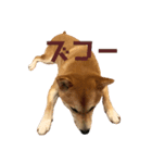 柴犬はっぱの日常2（個別スタンプ：5）