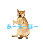 柴犬はっぱの日常2（個別スタンプ：6）