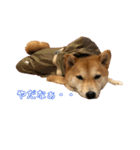 柴犬はっぱの日常2（個別スタンプ：7）