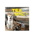 柴犬はっぱの日常2（個別スタンプ：8）