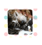 ゴー(犬)＆ミー(猫)（個別スタンプ：1）