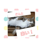 ゴー(犬)＆ミー(猫)（個別スタンプ：2）