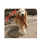 ゴー(犬)＆ミー(猫)（個別スタンプ：4）