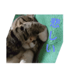 ゴー(犬)＆ミー(猫)（個別スタンプ：6）