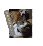 ゴー(犬)＆ミー(猫)（個別スタンプ：7）