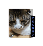 ゴー(犬)＆ミー(猫)（個別スタンプ：8）