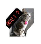 ゴー(犬)＆ミー(猫)（個別スタンプ：10）