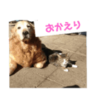 ゴー(犬)＆ミー(猫)（個別スタンプ：11）