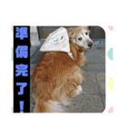 ゴー(犬)＆ミー(猫)（個別スタンプ：12）