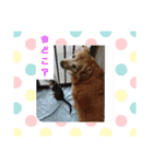 ゴー(犬)＆ミー(猫)（個別スタンプ：13）