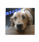 ゴー(犬)＆ミー(猫)（個別スタンプ：14）