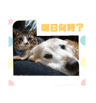 ゴー(犬)＆ミー(猫)（個別スタンプ：15）