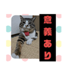 ゴー(犬)＆ミー(猫)（個別スタンプ：16）
