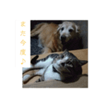 ゴー(犬)＆ミー(猫)（個別スタンプ：18）