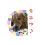 ゴー(犬)＆ミー(猫)（個別スタンプ：19）