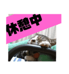 ゴー(犬)＆ミー(猫)（個別スタンプ：20）