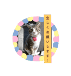 ゴー(犬)＆ミー(猫)（個別スタンプ：24）