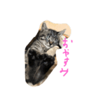 のんびり仲良しにゃんこの日常（個別スタンプ：1）