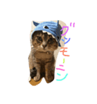 のんびり仲良しにゃんこの日常（個別スタンプ：6）