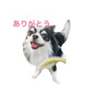 チワワ グレースくんの日常すたんぷNo.1（個別スタンプ：1）