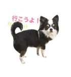 チワワ グレースくんの日常すたんぷNo.1（個別スタンプ：2）