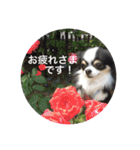 チワワ グレースくんの日常すたんぷNo.1（個別スタンプ：5）