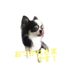 チワワ グレースくんの日常すたんぷNo.1（個別スタンプ：6）
