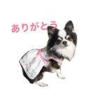チワワ グレースくんの日常すたんぷNo.1（個別スタンプ：8）