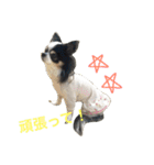 チワワ グレースくんの日常すたんぷNo.1（個別スタンプ：9）