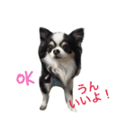 チワワ グレースくんの日常すたんぷNo.1（個別スタンプ：14）