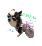チワワ グレースくんの日常すたんぷNo.1（個別スタンプ：17）