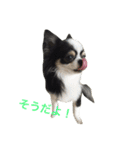 チワワ グレースくんの日常すたんぷNo.1（個別スタンプ：18）