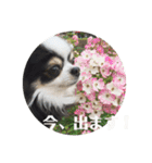 チワワ グレースくんの日常すたんぷNo.1（個別スタンプ：23）