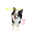 チワワ グレースくんの日常すたんぷNo.1（個別スタンプ：26）