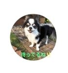 チワワ グレースくんの日常すたんぷNo.1（個別スタンプ：27）