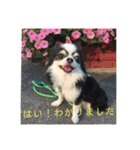 チワワ グレースくんの日常すたんぷNo.1（個別スタンプ：28）