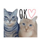 ねこ。P＆R（個別スタンプ：1）