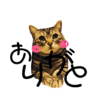 ねこ。P＆R（個別スタンプ：2）